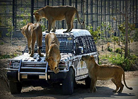 ������ ������