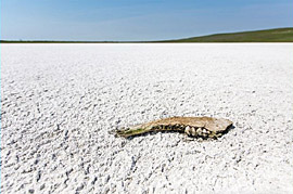 ������ ������